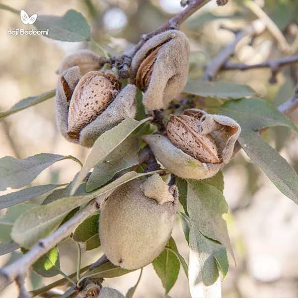 طرز بو دادن بادام درختی با پوست