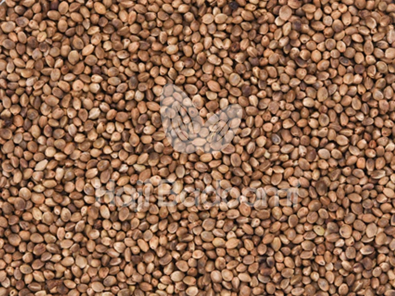 خواص شگفت انگیز شاهدانه درجه یک برای سلامتی