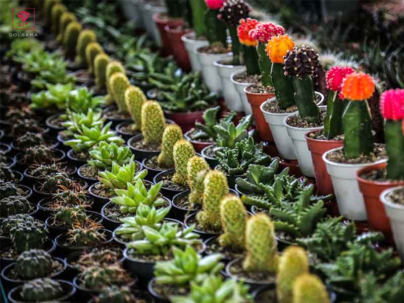 بازار گل شهید محلاتی