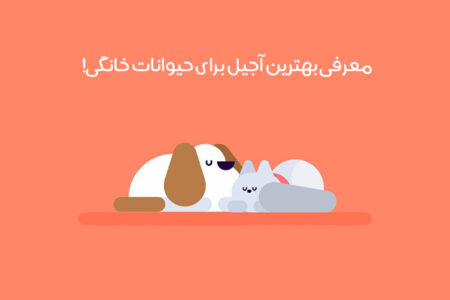 بهترین آجیل برای حیوانات خانگی: فواید و مضرات مصرف آجیل برای حیوانات خانگی + عکس