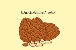 خواص ناشناختۀ چلغوز: از لاغری تا باروری + عکس