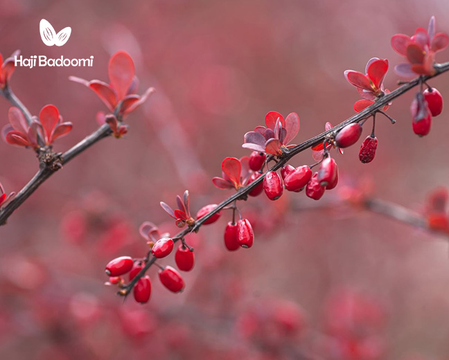 خواص زرشک بیشتر برای لاغری