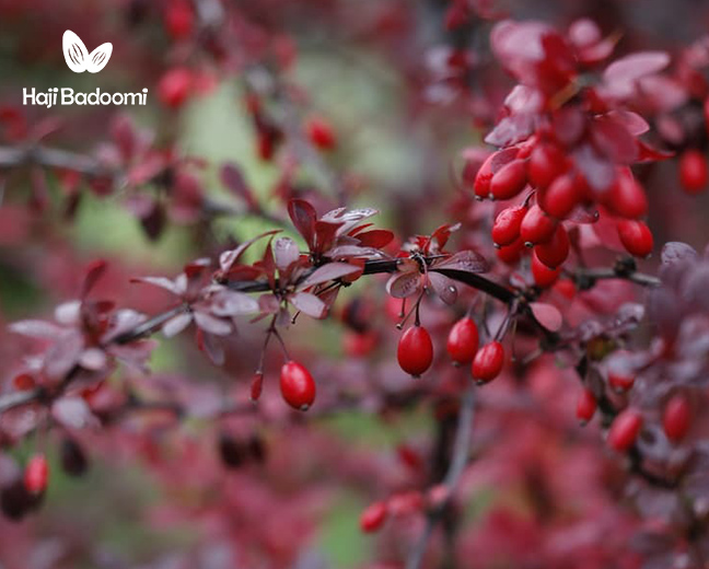 خواص زرشک در جلوگیری از رشد تومورها