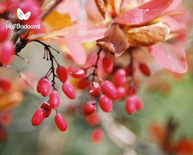 فواید زرشک برای کبد چرب