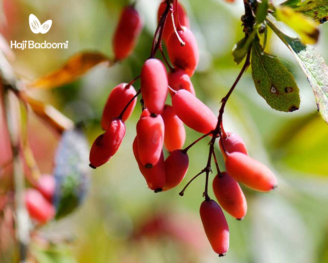 تهیه دمنوش زرشک برای لاغری