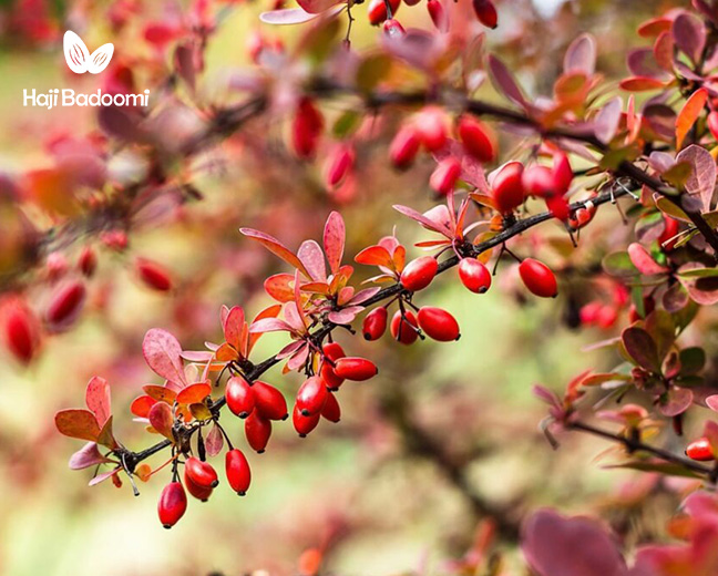 فواید زرشک برای تب