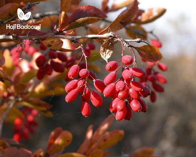 تداخلات دارویی زرشک