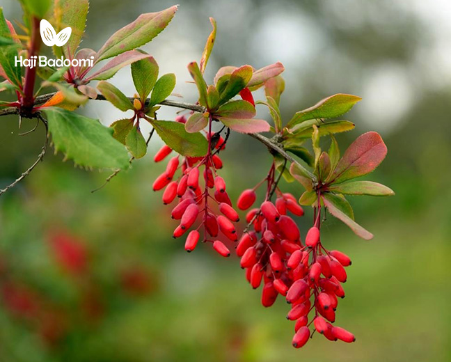 فواید زرشک کوهی برای کبد چرب