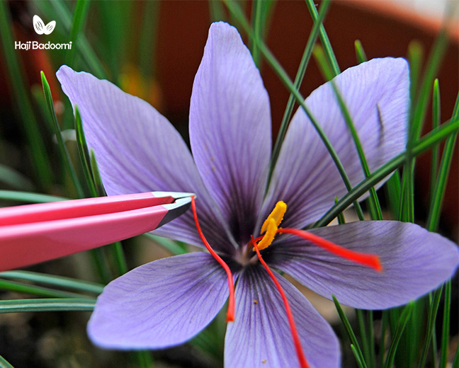 تاثیر استفاده از زعفران برای پوست در بارداری