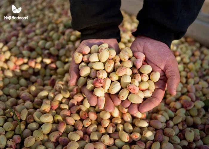 13. خواص پسته برای درمان کم خونی