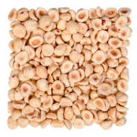 فندق شکسته سفید