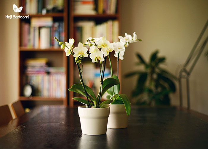 بهترین انتخاب برای هدیه دادن پک سازمانی: 7. گل‌ها و گیاهان آپارتمانی
